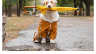 雨の日に腰痛や肩こりが悪化する理由